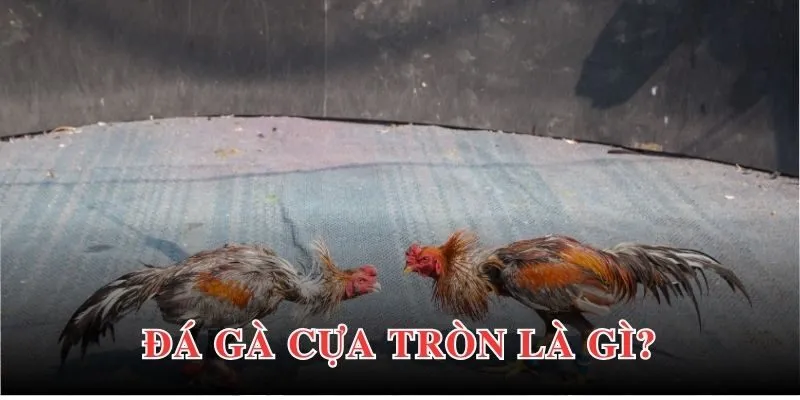 Đá Gà Cựa Tròn - Loại Hình Trực Tuyến Tạo Ấn Tượng Đặc Biệt 2 Đá gà cựa tròn hấp dẫn nhờ quy cách tổ chức chuyên nghiệp, chất lượng