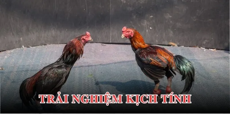 Đá Gà Cựa Tròn - Loại Hình Trực Tuyến Tạo Ấn Tượng Đặc Biệt 3 Trải nghiệm không gian đá gà kịch tính, hấp dẫn trong từng đòn đá