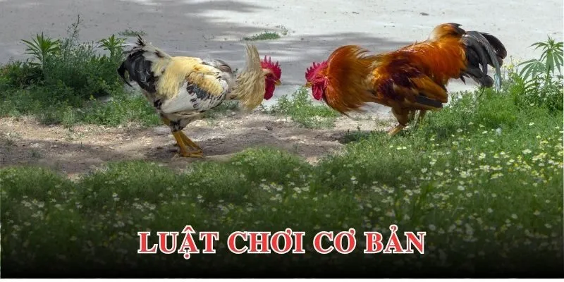 Đá Gà Cựa Tròn - Loại Hình Trực Tuyến Tạo Ấn Tượng Đặc Biệt 4 Luật tham gia thi đấu đá gà trực tiếp cựa tròn dành cho newbie