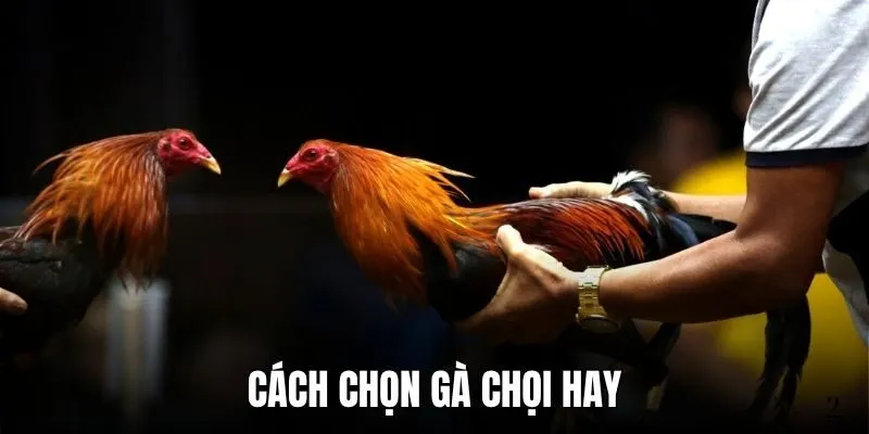 Cách Chọn Gà Chọi Hay Chuẩn Xác Số 1 Sư Kê Nào Cũng Cần Biết